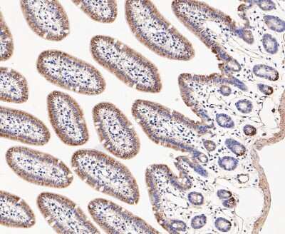 Immunohistochemistry-Paraffin: Dfna5 Antibody [NBP2-80426] - Analysis in mouse small intestine tissue using Dfna5 antibody. The section was pre-treated using heat mediated antigen retrieval with Tris-EDTA buffer (pH 8.0-8.4) for 20 minutes. The tissues were blocked in 5% BSA for 30 minutes at room temperature.