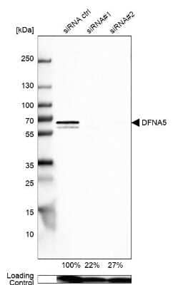 Western Blot Dfna5 Antibody