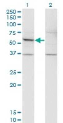 Western Blot: Dfna5 Antibody (1E10) [H00001687-M01] - Analysis of DFNA5 expression in transfected 293T cell line by DFNA5 monoclonal antibody (M01), clone 1E10.Lane 1: DFNA5 transfected lysate (Predicted MW: 54.6 KDa).Lane 2: Non-transfected lysate.