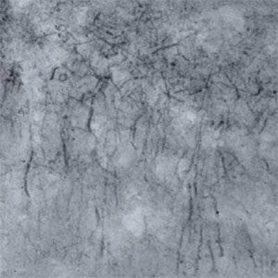 Immunohistochemistry: Dfna5 Antibody [NB110-75027] - IHC on mouse brain using Rabbit antibody to mouse Dfna5 (non-syndromic hearing impairment protein 5 homolog): whole serum at 1 : 500 dilution, incubated overnight and developed with DAB Ni. Nerve fibers are intensely stained.