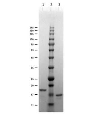 SDS-Page: Digoxigenin Antibody (DIG44) - VHH [NBP3-06994] - SDS-PAGE Results of Recombinant . Lane 1: Anti-DIG-VhH (Clone DIG44) Reduced (1ug). Lane 2: Opal Prestained Molecular Weight Marker. Lane 3: Anti-DIG-VhH (Clone DIG44) Non-Reduced (1ug). 4-20% Gel Coomassie Blue stained. Predicted MW: ~15kDa. Observed MW: ~18kDa Reduced, ~16kDa Non-Reduced.