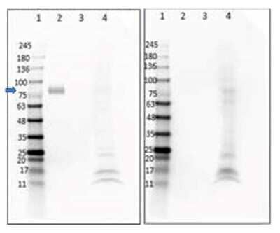 Western Blot: Digoxigenin Antibody (DIG44) - VHH [NBP3-06994] - Western Blot of Digoxigenin Antibody (DIG44). Lane 1: Opal Prestained Molecular Weight Marker (5uL). Lane 2: DIG-BSA conjugated (0.2ug). Lane 3: BSA only (0.2ug). Lane 4: HEK293T lysate (20ug). Left Blot - Primary Antibody: Anti-DIG (VhH) at 1ug/mL incubated overnight at 4 degrees C. Right Blot - No Primary. Secondary Only Control. Secondary Antibody: Mouse Anti-6X HIS at 1:1000 incubated for 1hr at RT. Blocking buffer: Universal Buffer for 2hrs at RT. Expected MW: ~80kDa in DIG+BSA. Observed MW: (arrow) ~80kDa in DIG+BSA; secondary background seen in current tested lot of HEK293T Lysate.