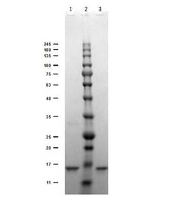 SDS-Page: Digoxigenin Antibody (DIG45) - VHH [NBP3-06992] - SDS-PAGE Results of Recombinant Digoxigenin Antibody (DIG45). Lane 1: Anti-DIG-VhH (Clone DIG45) Reduced (1ug). Lane 2: Opal Prestained Molecular Weight Marker. Lane 3: Anti-DIG-VhH (Clone DIG45) Non-Reduced (1ug). 4-20% Gel Coomassie Blue stained. Observed MW: ~16kDa.