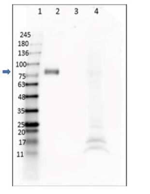 Western Blot: Digoxigenin Antibody (DIG45) - VHH [NBP3-06992] - Western Blot of Digoxigenin Antibody (DIG45). Lane 1: Opal Prestained Molecular Weight Marker (5uL). Lane 2: DIG-BSA conjugated (0.2ug). Lane 3: BSA only (0.2ug). Lane 4: HEK293T lysate (20ug). Primary Antibody: Anti-DIG (VhH) at 1ug/mL incubated overnight at 4 degrees C. Secondary Antibody: Mouse Anti-6X HIS at 1:1000 incubated for 1hr at RT. Blocking buffer: Universal Buffer for 2hrs at RT. Expected MW: ~80kDa in DIG+BSA. Observed MW: ~80kDa in DIG+BSA (arrow); secondary background seen in current tested lot of HEK293T Lysate.