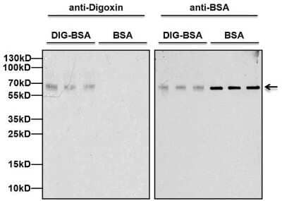 Western Blot: Digoxin Antibody (25P1C9) [NBP1-78617] - Analysis of Digoxin was performed by loading 10ng of BSA or Digoxin-labeled BSA per well and 5ul of PageRuler Plus Prestained Protein Ladder onto a 4-20% Tris-Glycine polyacrylamide gel. Proteins were transferred to a nitrocellulose membrane using the G2 Blotter, and blocked with 5% milk in TBST for 1 hour at room temperature. BSA was detected at ~66kD using a BSA monoclonal antibody at a dilution of 1ug/ml in 5% milk in TBST overnight at 4C on a rocking platform. Digoxin-labeled BSA was detected at ~66kD using a Digoxin monoclonal antibody at a dilution of 1ug/ml in 5% milk in TBST overnight at 4C on a rocking platform. After washing, blots were probed with a goat anti-mouse IgG-HRP secondary antibody at a dilution of 1:10,000 for at least 30 minutes at room temperature. Chemiluminescent detection was performed using SuperSignal West Pico substrate.