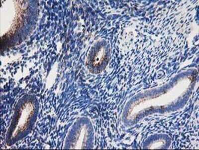Immunohistochemistry: Dihydrolipoamide Dehydrogenase/DLD Antibody (OTI6D5) - Azide and BSA Free [NBP2-70574] - Staining of paraffin-embedded Human endometrium tissue using anti-Lipoamide Dehydrogenase mouse monoclonal antibody.