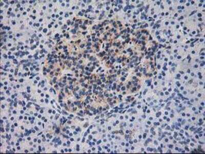 Immunohistochemistry: Dihydrolipoamide Dehydrogenase/DLD Antibody (OTI6D5) - Azide and BSA Free [NBP2-70574] - Staining of paraffin-embedded Human pancreas tissue using anti-Lipoamide Dehydrogenase mouse monoclonal antibody.