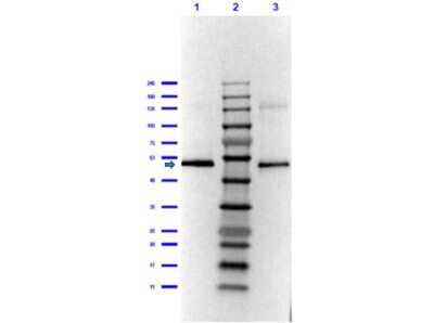 Western Blot: Dihydrolipoamide Dehydrogenase/DLD Antibody [NBP1-77778] - Western Blot of Rabbit Dihydrolipoamide Dehydrogenase/DLD antibody. Lane 1: Dihydrolipoamide Dehydrogenase/DLD Reduced [0.05ug]. Lane 2: Opal Prestained Molecular Weight Marker. Lane 3: Dihydrolipoamide Dehydrogenase/DLD Non-Reduced [0.05ug]. Primary Antibody: Anti-Dihydrolipoamide Dehydrogenase/DLD at 1:1000 overnight at 2-8C. Secondary Antibody: Goat anti-Rabbit IgG [H&L] HRP at 1:40,000 for 30mins at RT. Blocking: Blocking buffer for 1hr at RT. Expected MW: 55kDa. Exp: 10 secs.
