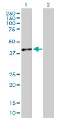 Western Blot: Dimethylarginine Dimethylaminohydrolase 1/DDAH1 Antibody [H00023576-B01P] - Analysis of DDAH1 expression in transfected 293T cell line by DDAH1 polyclonal antibody.  Lane 1: DDAH1 transfected lysate(31.46 KDa). Lane 2: Non-transfected lysate.