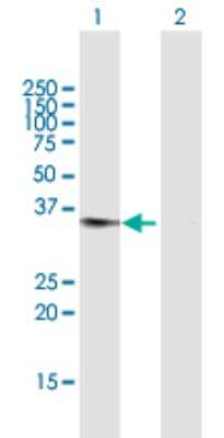 Western Blot: Dimethylarginine Dimethylaminohydrolase 1/DDAH1 Antibody [H00023576-B02P] - Analysis of DDAH1 expression in transfected 293T cell line by DDAH1 polyclonal antibody.  Lane1:DDAH1 transfected lysate(31.35 KDa). Lane2:Non-transfected lysate.