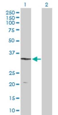 Western Blot: Dimethylarginine Dimethylaminohydrolase 1/DDAH1 Antibody [H00023576-D02P] - Analysis of DDAH1 expression in transfected 293T cell line by DDAH1 polyclonal antibody.Lane 1: DDAH1 transfected lysate(31.10 KDa).Lane 2: Non-transfected lysate.
