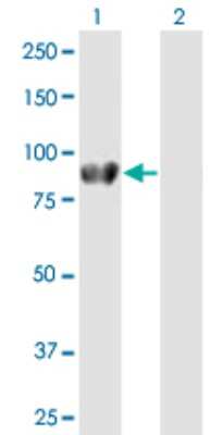 Western Blot: Dishevelled-2 Antibody [H00001856-B01P] - Analysis of DVL2 expression in transfected 293T cell line by DVL2 polyclonal antibody.  Lane 1: DVL2 transfected lysate(80.96 KDa). Lane 2: Non-transfected lysate.