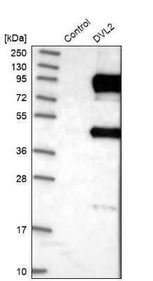 Western Blot: Dishevelled-2 Antibody [NBP1-87550] - Analysis in control (vector only transfected HEK293T lysate) and DVL2 over-expression lysate (Co-expressed with a C-terminal myc-DDK tag (3.1 kDa) in mammalian HEK293T cells).