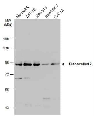 Western Blot: Dishevelled-2 Antibody [NBP2-16168] - Various whole cell extracts (30 ug) were separated by 7.5% SDS-PAGE, and the membrane was blotted with Dishevelled-2 antibody diluted at 1:5000. HRP-conjugated anti-rabbit IgG antibody was used to detect the primary antibody.