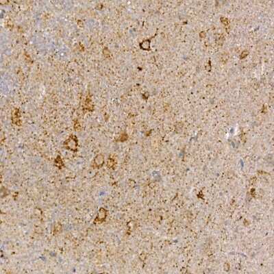 Immunohistochemistry-Paraffin: Dishevelled-3 Antibody [NBP3-03068] - Immunohistochemistry of paraffin-embedded mouse brain using Dishevelled-3 Rabbit pAb (NBP3-03068) at dilution of 1:150 (40x lens). Perform high pressure antigen retrieval with 10 mM citrate buffer pH 6.0 before commencing with IHC staining protocol.