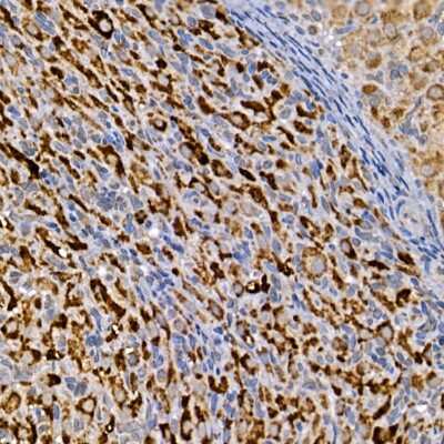 Immunohistochemistry-Paraffin: Dishevelled-3 Antibody [NBP3-03068] - Immunohistochemistry of paraffin-embedded rat ovary using Dishevelled-3 Rabbit pAb (NBP3-03068) at dilution of 1:150 (40x lens). Perform high pressure antigen retrieval with 10 mM citrate buffer pH 6.0 before commencing with IHC staining protocol.