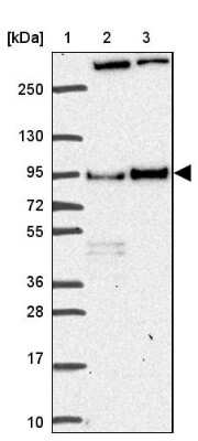 Western Blot: Dishevelled-3 Antibody [NBP2-38846] - Lane 1: Marker  [kDa] 250, 130, 95, 72, 55, 36, 28, 17, 10.  Lane 2: Human cell line RT-4.  Lane 3: Human cell line U-251MG