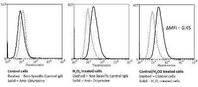 Flow Cytometry: Dityrosine Antibody (10A6) [NBP2-59361] - Flow Cytometry analysis using Mouse Anti-Dityrosine Monoclonal Antibody, Clone 10A6 (NBP2-59361). Tissue: Neuroblastoma cells (SH-SY5Y). Species: Human. Fixation: 90% Methanol. Primary Antibody: Mouse Anti-Dityrosine Monoclonal Antibody (NBP2-59361) at 1:50 for 30 min on ice. Secondary Antibody: Goat Anti-Mouse: PE at 1:100 for 20 min at RT. Isotype Control: Non Specific IgG. Cells were subject to oxidative stress by treating with 250 M H2O2 for 24 hours.