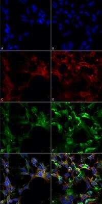 Immunocytochemistry/Immunofluorescence: Dityrosine Antibody (10A6) [NBP2-59361] - Tissue: Embryonic kidney cells (HEK293). Species: Human. Fixation: 5% Formaldehyde for 5 min. Primary Antibody: Mouse Anti-Dityrosine Monoclonal Antibodyat 1:50 for 30-60 min at RT. Secondary Antibody: Goat Anti-Mouse Alexa Fluor 488 at 1:1500 for 30-60 min at RT. Counterstain: Phalloidin Alexa Fluor 633 F-Actin stain; DAPI (blue) nuclear stain at 1:250, 1:50000 for 30-60 min at RT. Localization: Cytoplasmic. Magnification: 20X (2X Zoom). (A,C,E,G) - Untreated. (B,D,F,H) - Cells cultured overnight with 50 uM H2O2. (A,B) DAPI (blue) nuclear stain. (C,D) Phalloidin Alex Fluor 633 F-Actin stain. (E,F) Dityrosine Antibody. (G,H) Composite. Courtesy of: Dr. Robert Burke, University of Victoria.