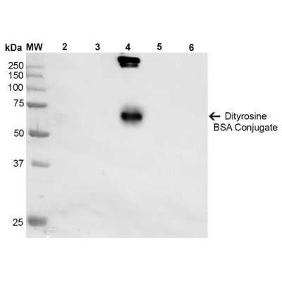 Western Blot: Dityrosine Antibody (10A6) [NBP2-59361] - Western Blot analysis of Dityrosine-BSA Conjugate showing detection of 67 kDa Dityrosine protein using Mouse Anti-Dityrosine Monoclonal Antibody, Clone 10A6 (NBP2-59361). Lane 1: Molecular Weight Ladder (MW). Lane 2: BSA. Lane 3: 3,5-Dibromotyrosine-BSA. Lane 4: Dityrosine-BSA. Lane 5: Bromotyrosine-BSA. Lane 6: 7-ketocholesterol-BSA. Load: 1 ug. Block: 5% Skim Milk in TBST. Primary Antibody: Mouse Anti-Dityrosine Monoclonal Antibody (NBP2-59361) at 1:1000 for 2 hours at RT. Secondary Antibody: Goat Anti-Mouse IgG: HRP at 1:2000 for 60 min at RT. Color Development: ECL solution for 5 min in RT. Predicted/Observed Size: 67 kDa.