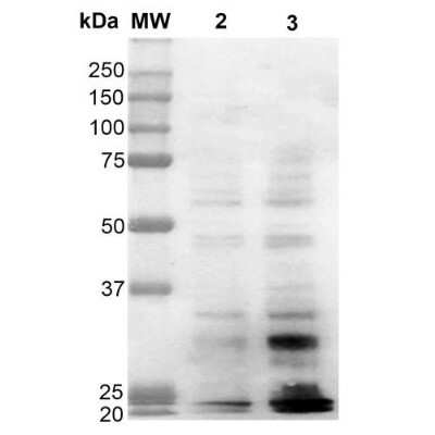 Western Blot: Dityrosine Antibody (10A6) [NBP2-59361] - Western Blot analysis of Human Cervical cancer cell line (HeLa) lysate showing detection of Dityrosine protein using Mouse Anti-Dityrosine Monoclonal Antibody, Clone 10A6 (NBP2-59361). Lane 1: Molecular Weight Ladder (MW). Lane 2: HeLa cell lysate. Lane 3: H2O2 treated HeLa cell lysate. Load: 12 ug. Block: 5% Skim Milk in TBST. Primary Antibody: Mouse Anti-Dityrosine Monoclonal Antibody (NBP2-59361) at 1:1000 for 2 hours at RT. Secondary Antibody: Goat Anti-Mouse IgG: HRP at 1:2000 for 60 min at RT. Color Development: ECL solution for 5 min in RT.