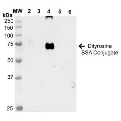 Western Blot: Dityrosine Antibody (7D4) [NBP2-59360] - Western Blot analysis of Dityrosine-BSA Conjugate showing detection of 67 kDa Dityrosine protein using Mouse Anti-Dityrosine Monoclonal Antibody, Clone 7D4 (NBP2-59360). Lane 1: Molecular Weight Ladder (MW). Lane 2: BSA. Lane 3: 3,5-Dibromotyrosine-BSA. Lane 4: Dityrosine-BSA. Lane 5: Bromotyrosine-BSA. Lane 6: 7-ketocholesterol-BSA. Load: 1 ug. Block: 5% Skim Milk in TBST. Primary Antibody: Mouse Anti-Dityrosine Monoclonal Antibody (NBP2-59360) at 1:1000 for 2 hours at RT. Secondary Antibody: Goat Anti-Mouse IgG: HRP at 1:2000 for 60 min at RT. Color Development: ECL solution for 5 min in RT. Predicted/Observed Size: 67 kDa.