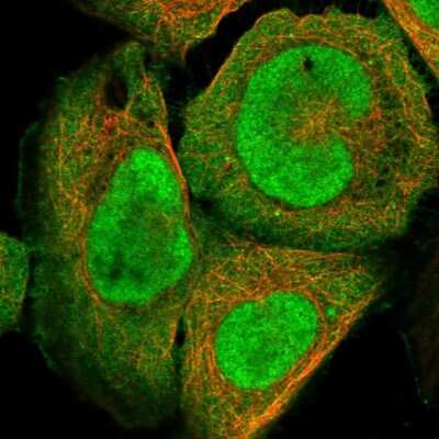 Immunocytochemistry/ Immunofluorescence DjC9 Antibody - BSA Free