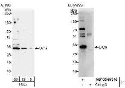 Western Blot: DjC9 Antibody [NB100-97848] - Detection of Human DjC9 on HeLa whole cell lysate.