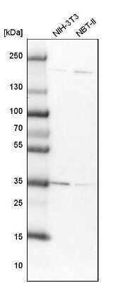 Western Blot DjC9 Antibody - BSA Free