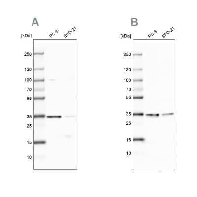 Western Blot DjC9 Antibody - BSA Free