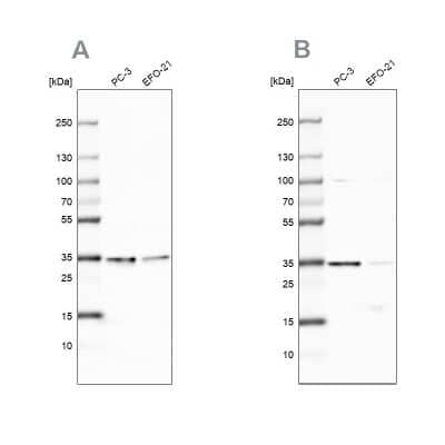 Western Blot DjC9 Antibody - BSA Free