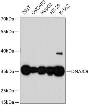 Western Blot DjC9 Antibody - Azide and BSA Free