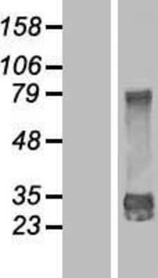 Western Blot DjC9 Overexpression Lysate