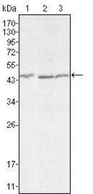 Western Blot: Dkk-3 Antibody (4G7) [NBP1-51605] - Western blot analysis using DKK3 mouse mAb against HEK293 (1), MCF-7 (2) and HL7702 (3) cell lysate.