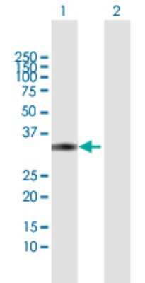 Western Blot: Dkk-4 Antibody [H00027121-B01P] - Analysis of DKK4 expression in transfected 293T cell line by DKK4 polyclonal antibody.  Lane 1: DKK4 transfected lysate(24.64 KDa). Lane 2: Non-transfected lysate.
