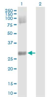 Western Blot: Dkk-4 Antibody [H00027121-D01P] - Analysis of DKK4 expression in transfected 293T cell line by DKK4 polyclonal antibody.Lane 1: DKK4 transfected lysate(24.90 KDa).Lane 2: Non-transfected lysate.