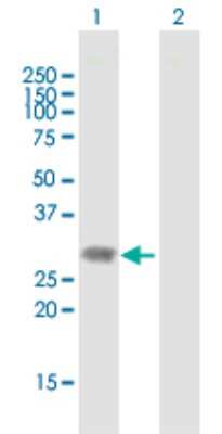 Western Blot: Dlx1 Antibody [H00001745-B01P] - Analysis of DLX1 expression in transfected 293T cell line by DLX1 polyclonal antibody.  Lane 1: DLX1 transfected lysate(28.05 KDa). Lane 2: Non-transfected lysate.