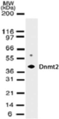 Western Blot: Dnmt2 Antibody (102B1259.2) - Azide and BSA Free [NBP2-80698] - Analysis of Dnmt2 in transfected cell lysate using Dnmt2 monoclonal antibody at 2 ug/ml. Image from the standard format of this antibody.