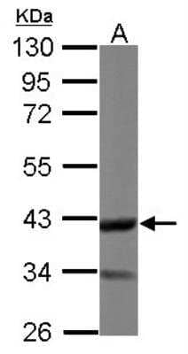 Western Blot: Doc2-alpha Antibody [NBP2-16209] - Sample (50 ug of whole cell lysate) A: Mouse Brain, 10% SDS PAGE gel, diluted at 1:1000.