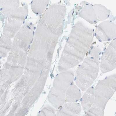 Immunohistochemistry-Paraffin: Dock5 Antibody [NBP1-83627] - Staining of human skeletal muscle shows no positivity in myocytes as expected.