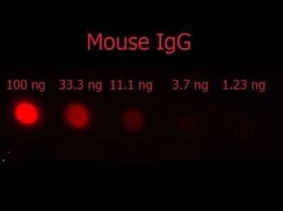 Dot Blot: Donkey F(ab')2 anti-Mouse IgG (H+L) Secondary Antibody [Unconjugated] (Pre-adsorbed) [NBP2-62588] - Dot Blot of F(ab') 2 Donkey Anti-Mouse IgG Antibody Phycoerythrin conjugated Min X Bv Ch Gt GP Ham Hs Hu Rb Rt & Sh Serum Proteins.  Antigen:  Mouse IgG.  Load:  100 ng, 33.3 ng, 11.1 ng, 3.7 ng or 1.23 ng as indicated.  Primary antibody: N/A.  Secondary antibody:  F(ab') 2 Donkey Anti-Mouse IgG Antibody Phycoerythrin conjugated Min X Bv Ch Gt GP Ham Hs Hu Rb Rt & Sh Serum Proteins at 1:1,000 for 60 min at RT. Block: Blocking Buffer for Fluorescent Western Blotting for 60 min at RT. Image from the PE version of this antibody.