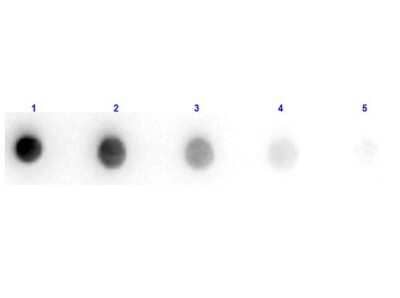 Dot Blot: Donkey F(ab')2 anti-Sheep IgG (H+L) Secondary Antibody (Pre-adsorbed) [NBP2-62591] - Dot Blot Results of Donkey F(ab')2 anti-Sheep IgG (H+L) Secondary antibody (Pre-adsorbed)Min X Ch GP Ham Hs Hu Ms Rb Rt Serum Proteins. Sheep IgG (1) 100ng, (2) 33.33ng, (3) 11.11ng, (4) 3.70ng, (5) 1.23ng. Primary Antibody: Donkey F(ab')2 anti-Sheep IgG (H+L) Secondary antibody (Pre-adsorbed)at 1ug/mL at RT for 1hr. Secondary Antibody: Anti-Donkey IgG HRP at 1:40,000 for 30 mins at RT. Exposure: 1 sec.