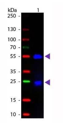 Western Blot: Donkey F(ab) anti-Goat IgG (H+L) Secondary Antibody [Unconjugated] [NB120-6520] - Lane 1: Goat IgG. Lane 2: None. Load: 50 ng per lane. Primary antibody: None. Secondary antibody: Fluorescein donkey secondary antibody at 1:1,000 for 60 min at RT. Blocking: incubated with blocking buffer for 30 min at RT. Predicted/Observed size: 25 & 55 kDa, 25 & 55 kDa for Goat IgG. Other band(s): None.