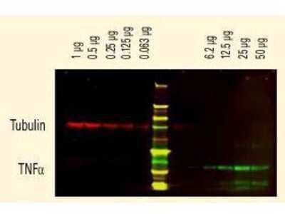 Western Blot: Donkey anti-Goat IgG (H+L) Secondary Antibody [DyLight 800] [NBP1-72850] - Multiplex Western Blot DyLight dyes can be used for two-color Western Blot detection with low background and high signal.  Anti-tubulin was detected using a DyLight 680 conjugate.  Anti-TNFa was detected using a DyLight 800 conjugate. The image was captured using the Infrared Imaging System.