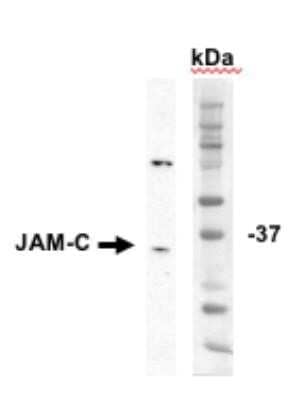 Western Blot: Donkey anti-Goat IgG (H+L) Secondary Antibody [HRP] (Pre-adsorbed) [NBP1-74822] - 50 ug of mouse lung lysate per lane. Primary antibody: Goat anti-mouse JAM-C antibody. Secondary antibody: Donkey anti-Goat IgG (H+L) Secondary Antibody [HRP] (Pre-adsorbed) at 1:2500 in 5% milk/PBST. Image from verified customer review.