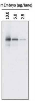 Western Blot: Donkey anti-Goat IgG (H+L) Secondary Antibody [HRP] (Pre-adsorbed) [NBP1-74822] - Lysates of mouse embryo tissue loaded at the indicated concentrations. PVDF membrane was probed with 0.2 ug/mL goat anti-P-cadherin polyclonal antibody (AF761) followed by a 1:5000 Donkey anti-Goat IgG (H+L) Secondary Antibody [HRP] (Pre-adsorbed) (NBP1-74822).