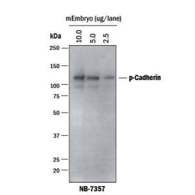 Western Blot: Donkey anti-Goat IgG (H+L) Secondary Antibody [HRP] [NB7357] - Analysis using Donkey anti-Goat IgG (H+L) Secondary Antibody [HRP] using Embryo.