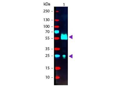 Western Blot: Donkey anti-Goat IgG (H+L) Secondary Antibody [PE] (Pre-adsorbed) [NB7590] - Western blot of Donkey anti-Goat IgG (H+L) Secondary antibody [PE] (Pre-adsorbed).Lane 1: Goat IgG.Lane 2: None.Load: 50 ng per lane.Primary antibody: None.Secondary antibody: Donkey anti-Goat IgG (H+L) Secondary antibody [PE] (Pre-adsorbed) at 1:1,000 for 60 min at RT.Blocking buffer for 30 min at RT.Predicted/Observed size: 25 & 55 kDa, 25 & 55 kDa for Goat IgG.Other band(s): None.