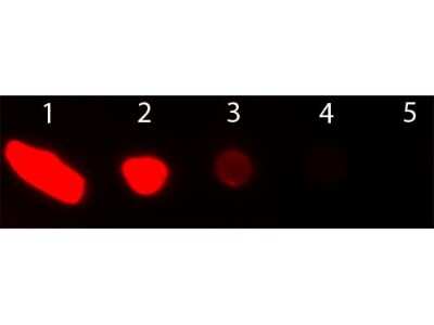Dot Blot: Donkey anti-Goat IgG (H+L) Secondary Antibody [Texas Red] [NB120-6883] - Dot Blot of Donkey anti-Goat IgG (H+L) Secondary Antibody [Texas Red].  Antigen:  Goat IgG.  Load:  Lane 1 - 200 ng Lane 2 - 66.7 ng Lane 3 - 22.2 ng Lane 4 - 7.41 ng Lane 5 - 2.47 ng.Primary antibody:  n/a.Secondary antibody:  Donkey anti-Goat IgG (H+L) Secondary Antibody [Texas Red] at 1:1000 for 60 min at RT.Block:  Fluorescent blocking buffer for 60 min at RT.
