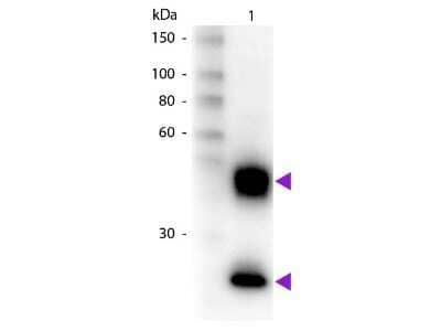 Western Blot: Donkey anti-Mouse IgG (H+L) Secondary Antibody [Biotin] (Pre-adsorbed) [NB120-7060] - Western Blot of Biotin Donkey anti-Mouse IgG (H+L) Secondary Antibody [Biotin] (Pre-adsorbed).  Lane 1:  Mouse IgG.Lane 2:  None.Load:  50 ng per lane.Primary antibody:  None.Secondary antibody:  Donkey anti-Mouse IgG (H+L) Secondary Antibody [Biotin] (Pre-adsorbed) at 1:1000 for 60 min at RT.Blocking:  Fluorescent blocking buffer for 30 min at RT.Predicted/Observed size:  25 & 55 kDa, 25 & 55 kDa for Mouse IgG.Other band(s):  None.